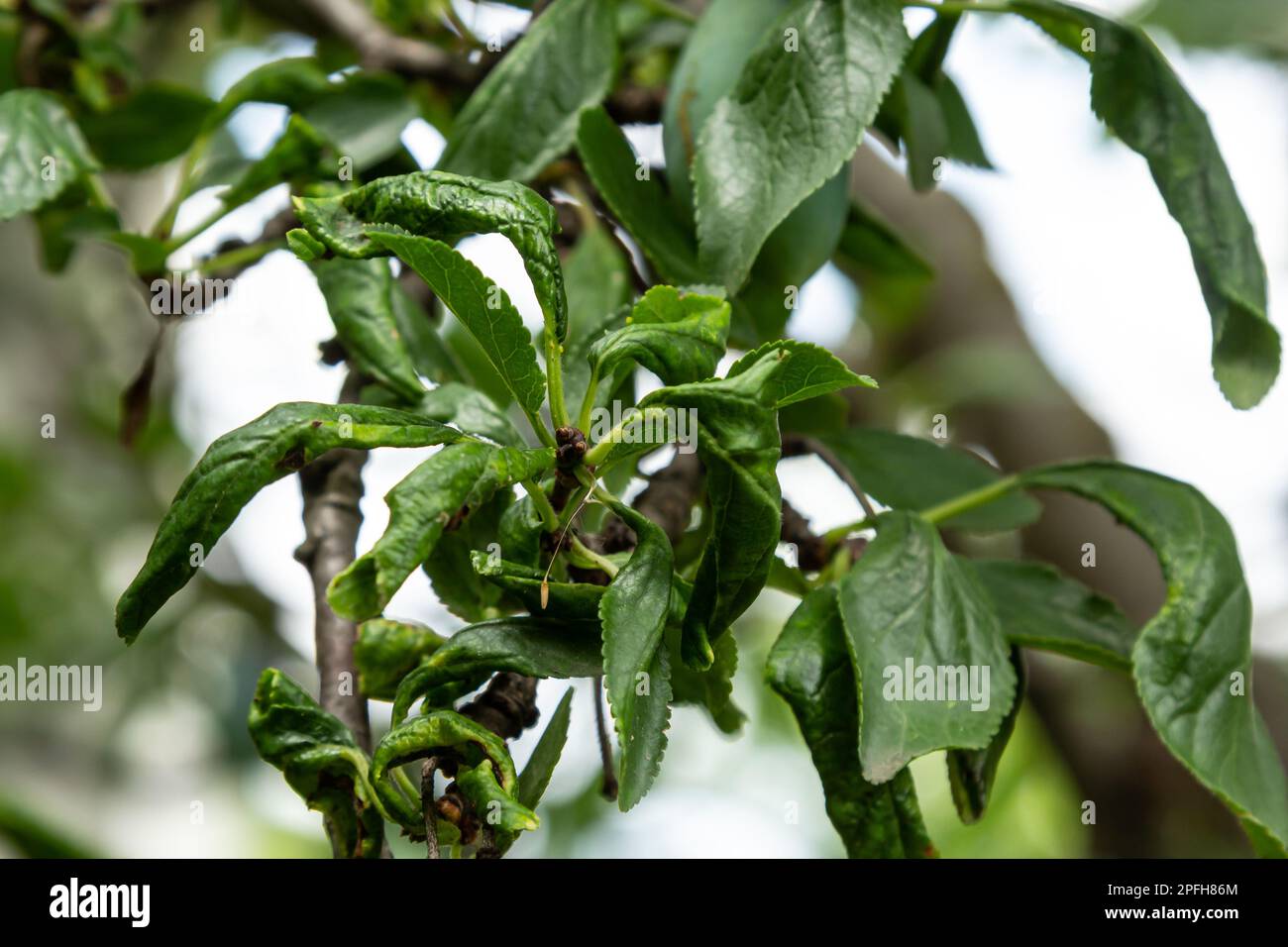 Plum branch with wrinkled leaves affected by black aphid and spider net