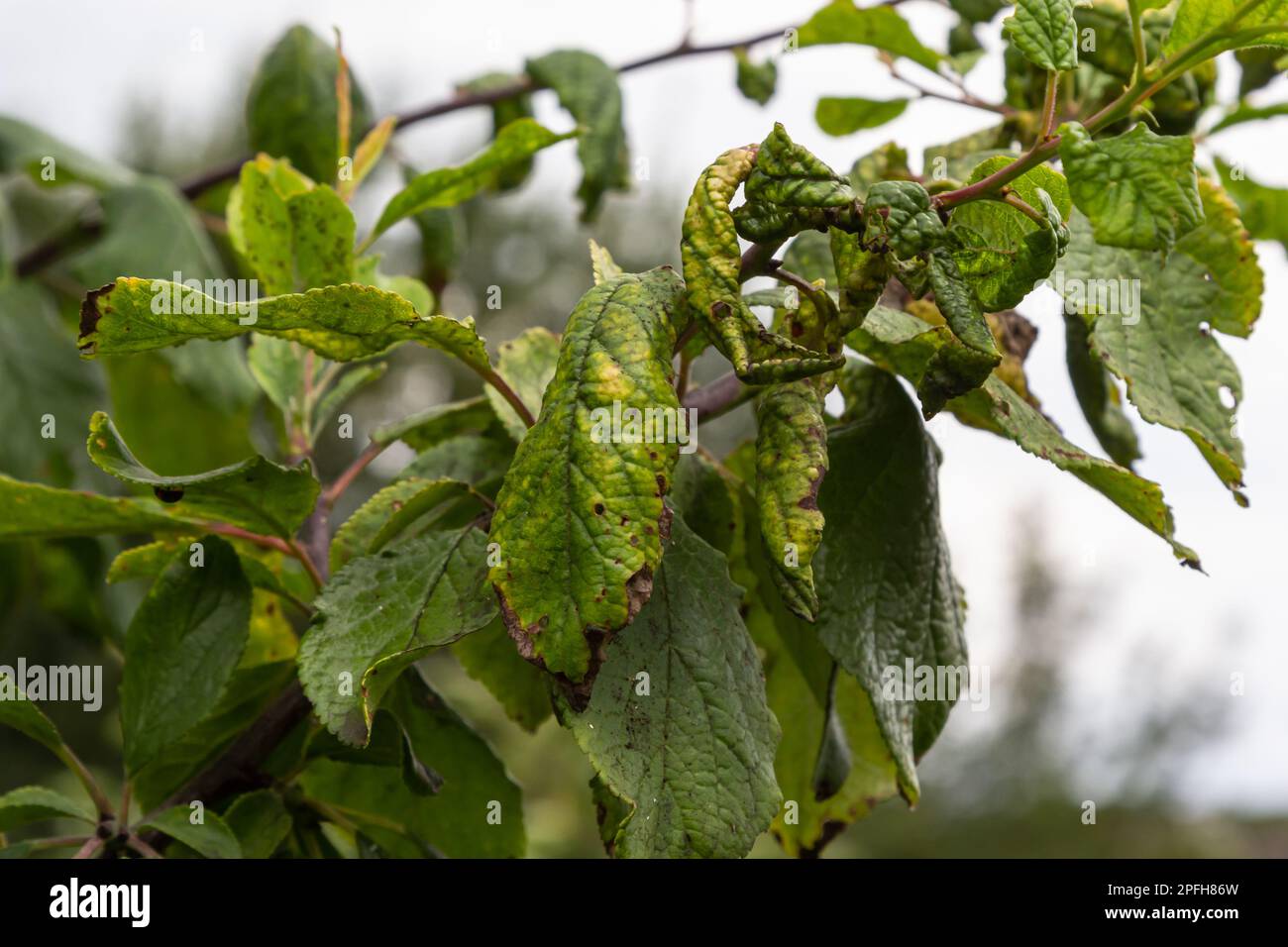 Plum branch with wrinkled leaves affected by black aphid and spider net