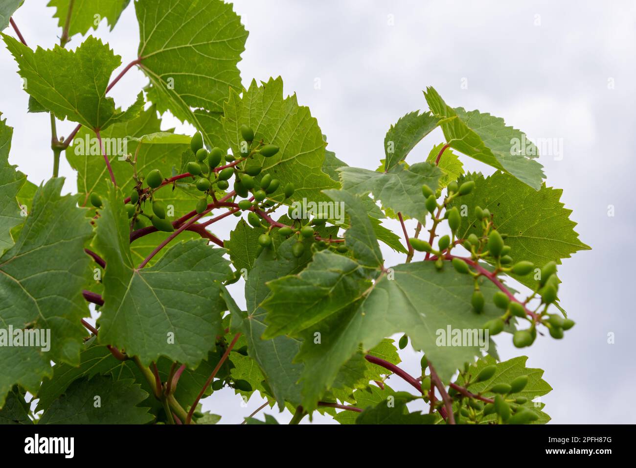 Young ovary of grapes. Fresh spring greens against a blue sky. Sunlight. Stock Photo