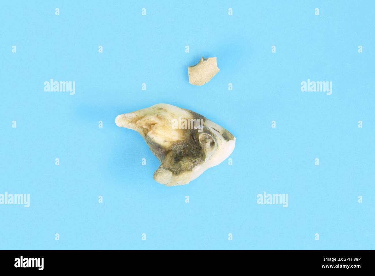 Canine molar dog tooth with dental calculus and piece of toothing stone broken off Stock Photo