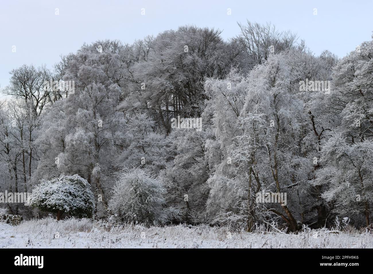 Beautiful winter woodland scene hi-res stock photography and images - Alamy