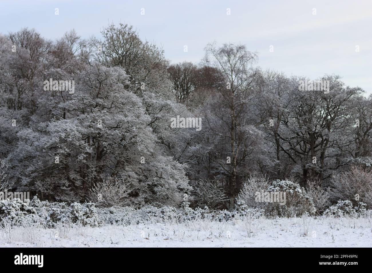 Beautiful winter woodland scene hi-res stock photography and images - Alamy