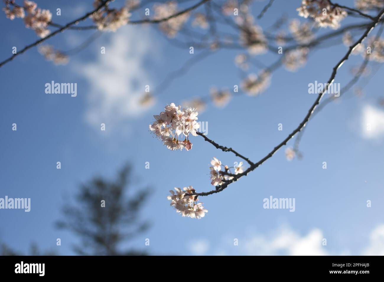 Spring Cherry Blossom 2023 Part 4 Stock Photo - Alamy