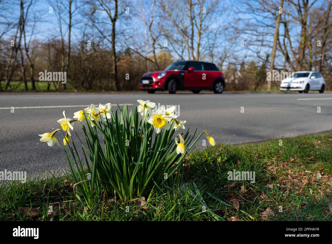Daffodils in the spring on the side of the road. Cars in the background ...