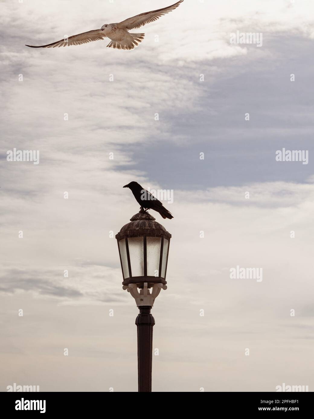 gull flying over a crow which is personed on a lamp post in Worthing, West Sussex, UK Stock Photo