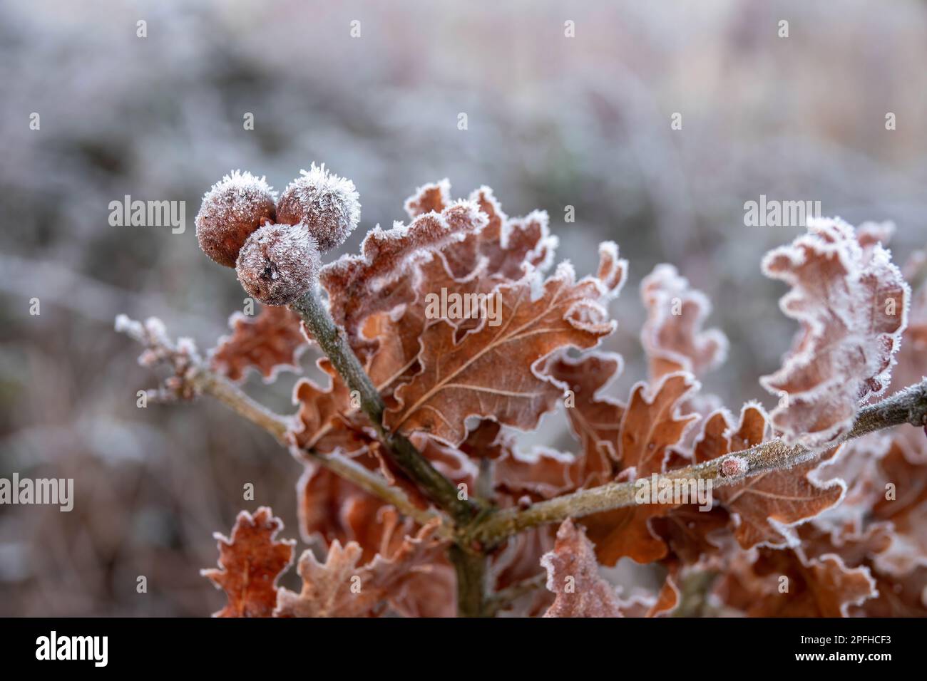 frost crystals on the leaves and fruit of the gall oak with a blurred background Stock Photo
