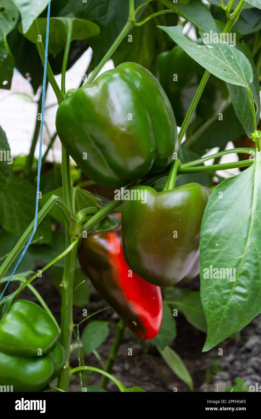 Pepper Plants in the pepper farm or field. Bell, Capia or chili peppers