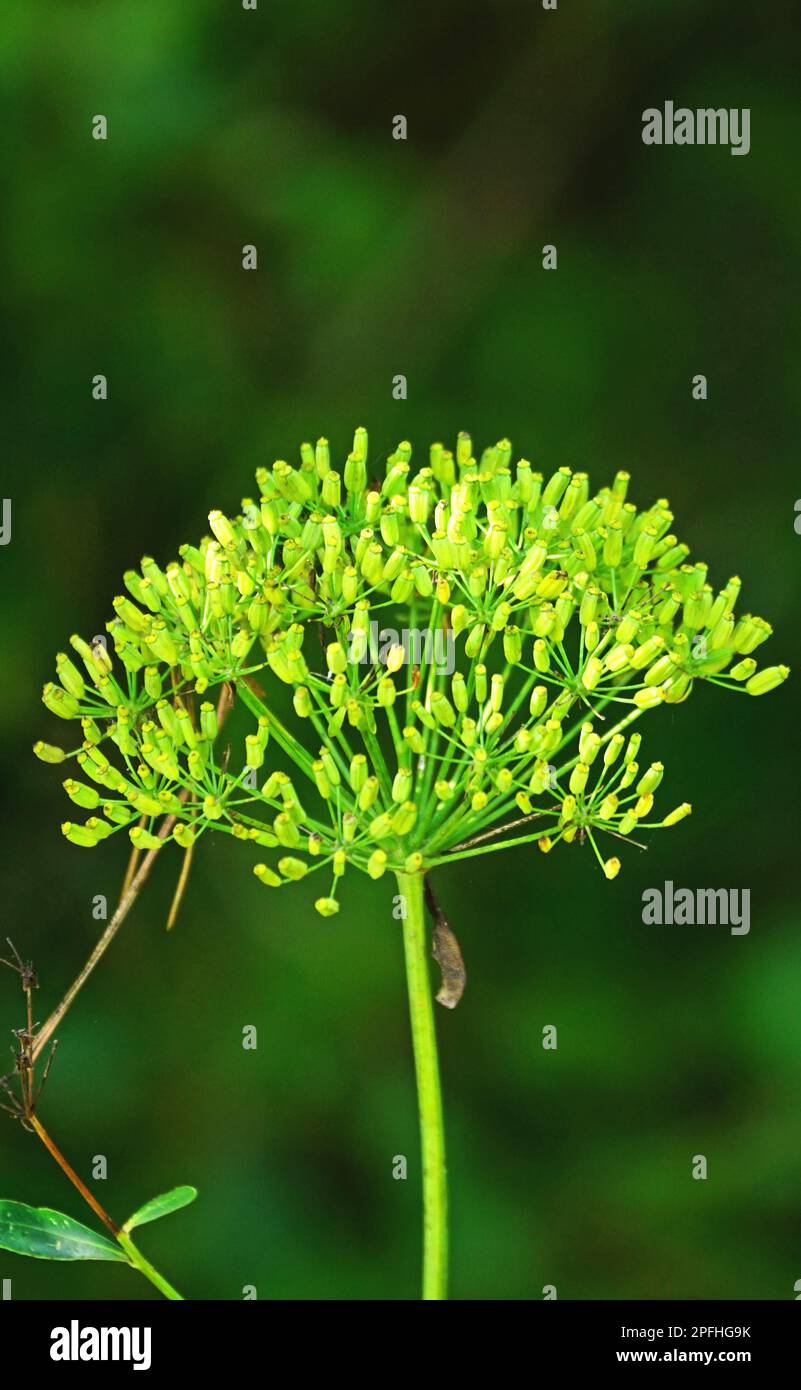 Bupleurum falcatum plant in the Parc Natural de Collserola, Barcelona, Catalunya, Spain, Europe Stock Photo
