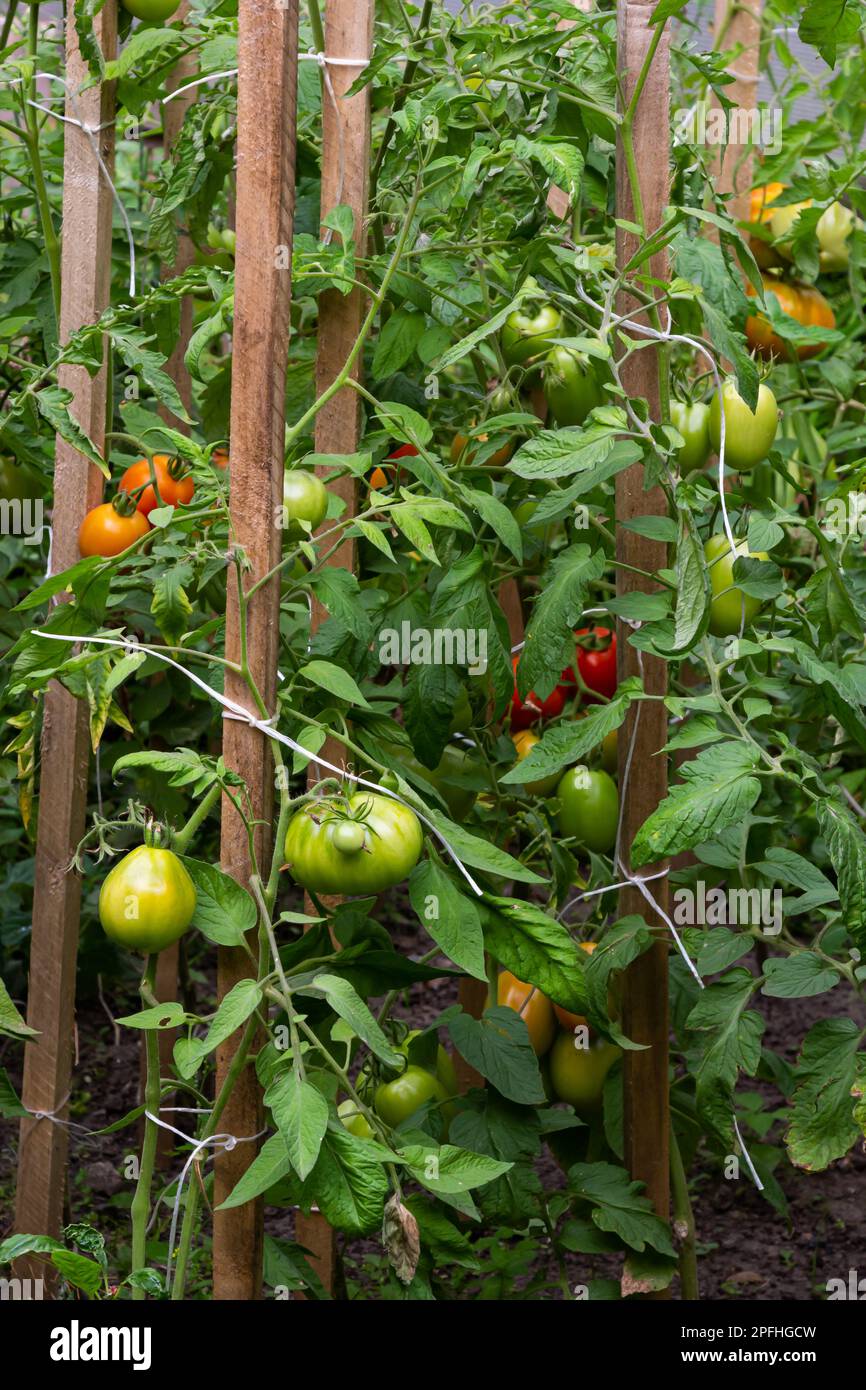 Beautiful red ripe heirloom tomatoes grown in a greenhouse. Gardening