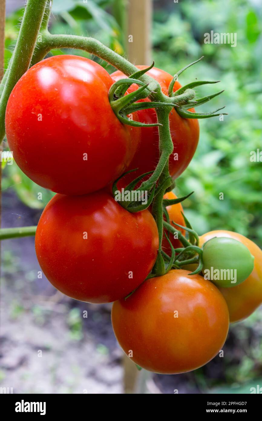 Ripe red and green tomatoes hanging on tomato tree in the garden Stock ...