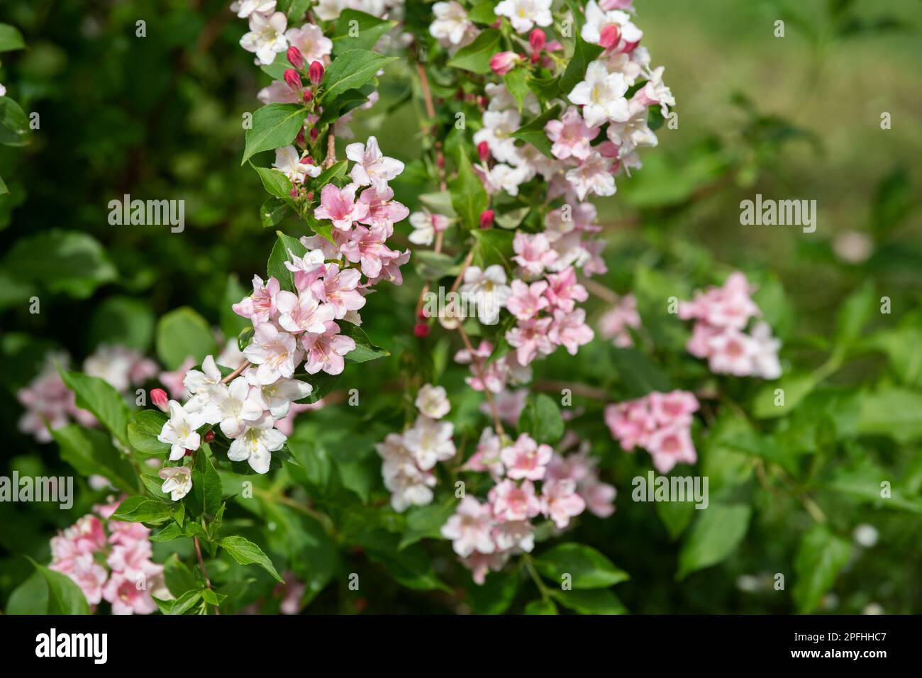Weigela plant in nature background Stock Photo