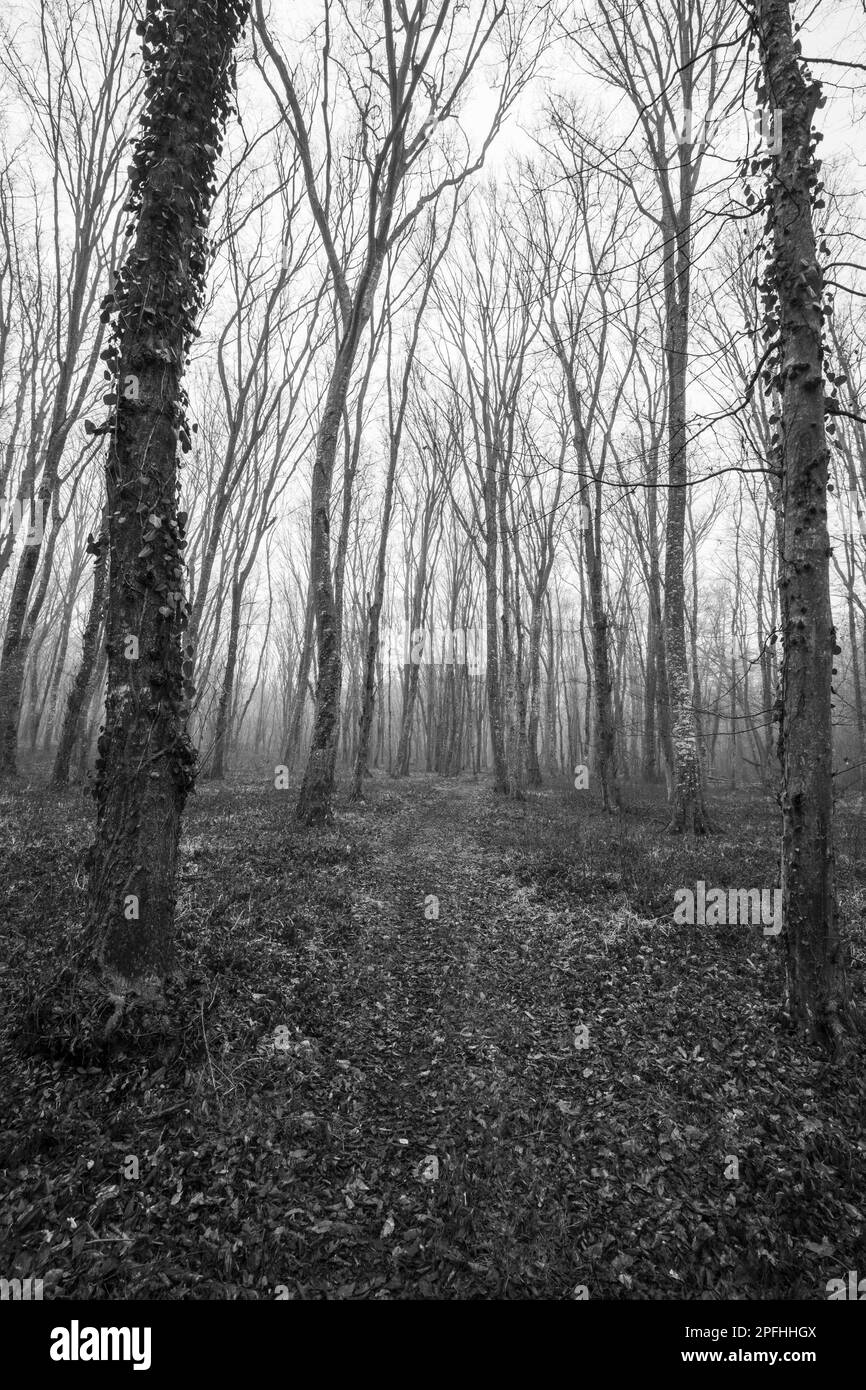 Wood path forest pine Black and White Stock Photos & Images Alamy