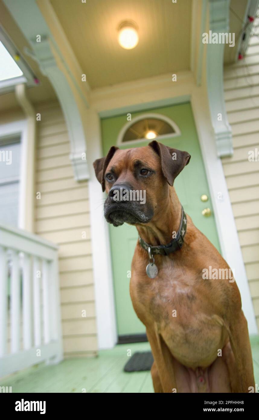 A portrait of a mixed breed dog sitting on the front porch looking very