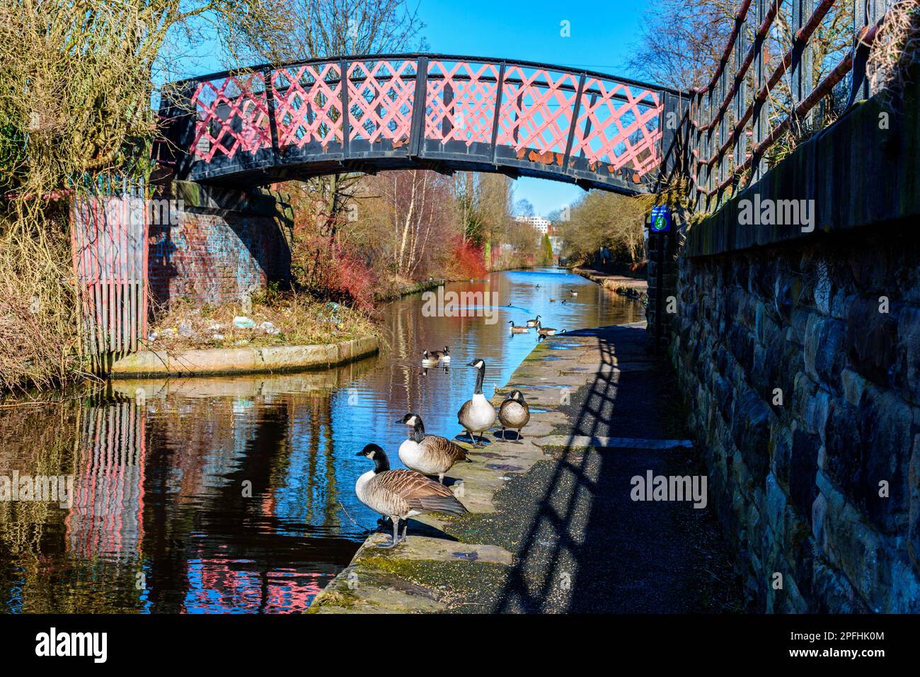 Geese perched below an arched iron footbridge reflected in the Ashton Canal at Ashton-under-Lyne, Tameside, Manchester, UK Stock Photo