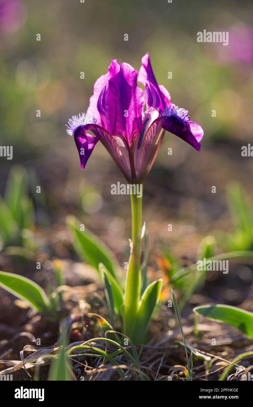 Purple / violet pygmy iris / dwarf iris (Iris pumila) in flower in meadow in spring, native from Austria, central to eastern Europe Stock Photo