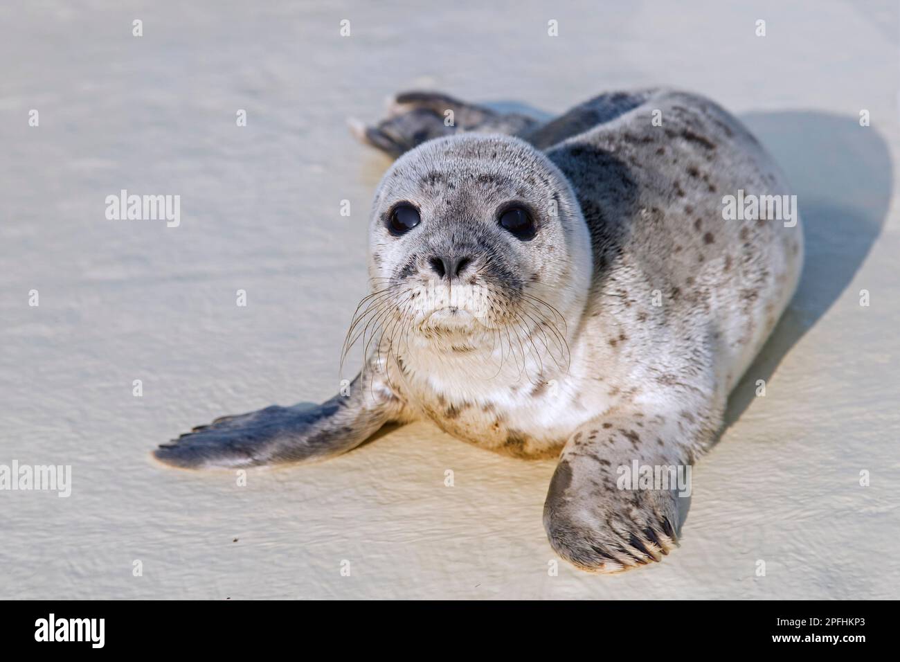 Orphaned common seal / harbour seal (Phoca vitulina) orphan pup at the Friedrichskoog Seal Station at Dithmarschen, Schleswig-Holstein, Germany Stock Photo