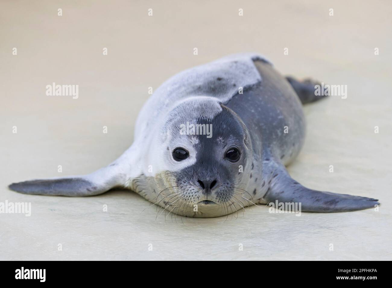 Moulting common seal / harbour seal (Phoca vitulina) orphan pup at the Friedrichskoog Seal Station in spring, Schleswig-Holstein, Germany Stock Photo