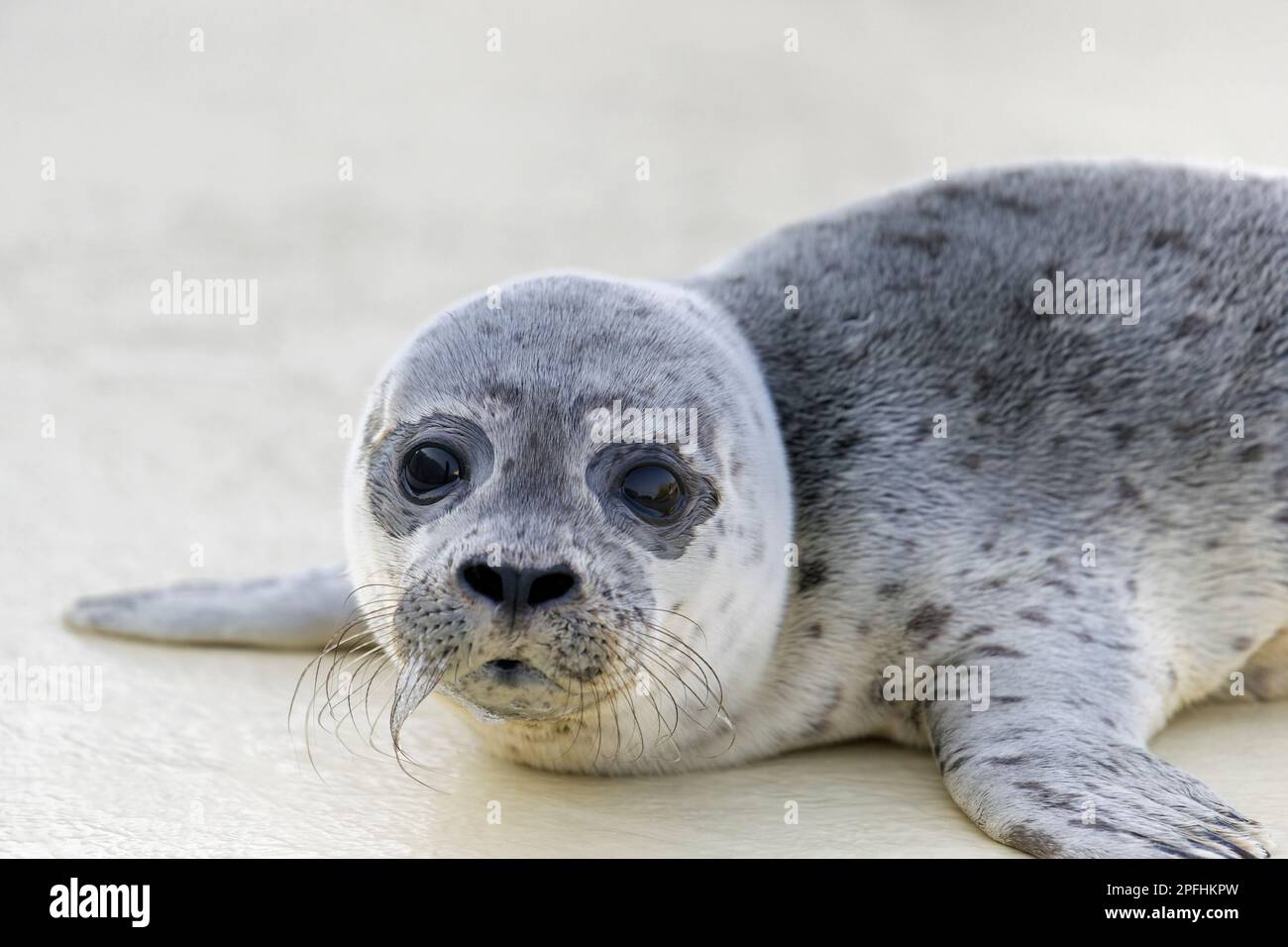 Orphaned common seal / harbour seal (Phoca vitulina) orphan pup at the Friedrichskoog Seal Station at Dithmarschen, Schleswig-Holstein, Germany Stock Photo