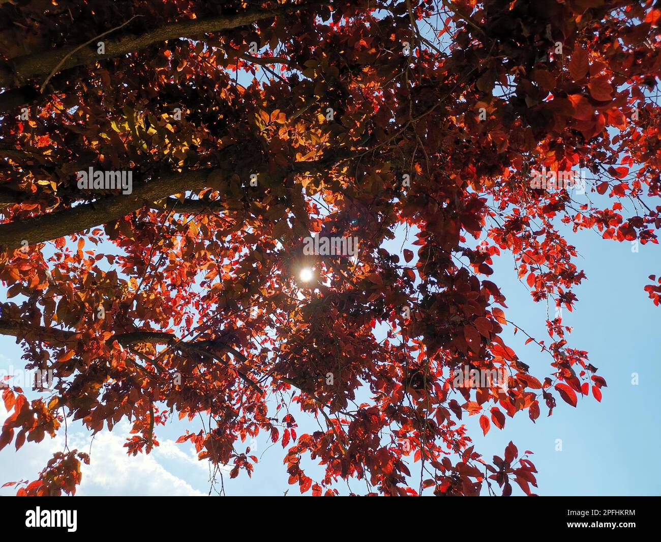 blood plum with blue sky Stock Photo