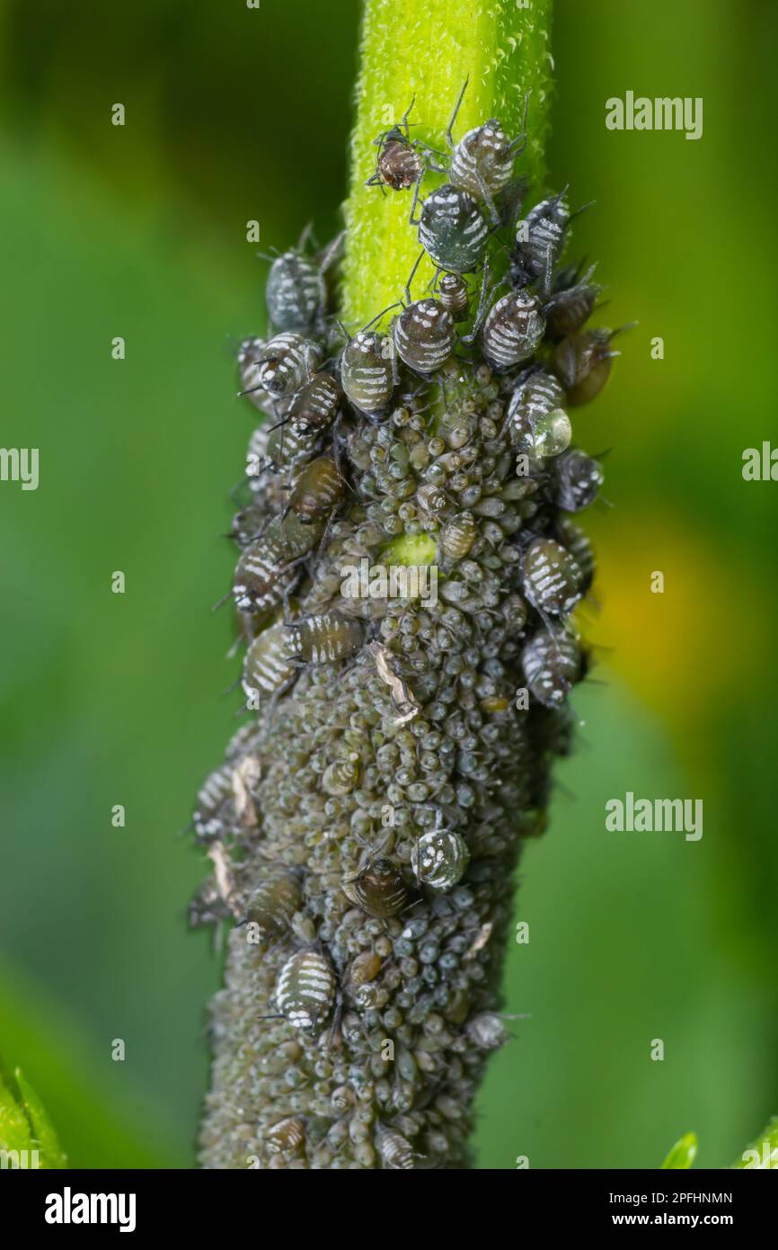 Branch of fruit tree with wrinkled leaves affected by black aphid ...