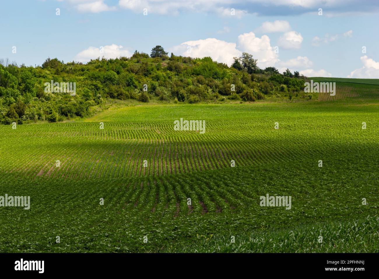 Green field of sunflower maturation, agricultural landscape. Non