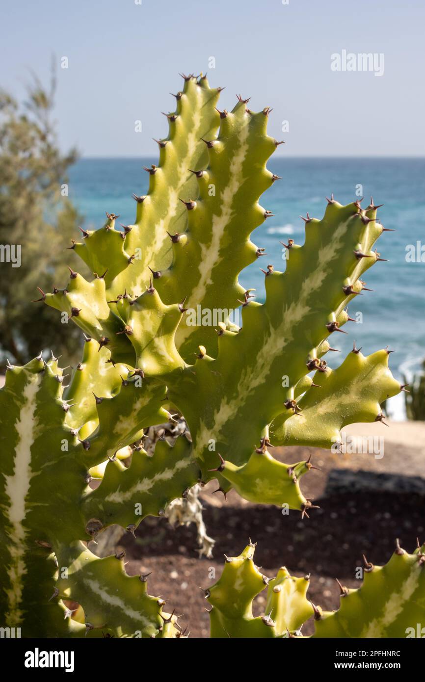 Cactus Euphorbia Canariensis, growing in a park at Fabrica de Callao de los Pozos. Coast of the Atlantic ocean. Puerto del Rosario, Fuerteventura, Can Stock Photo