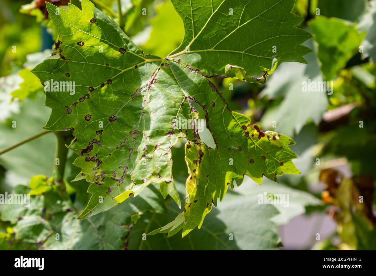 Grapevine leaves with Erinosis, a disease of the mite Colomerus vitis