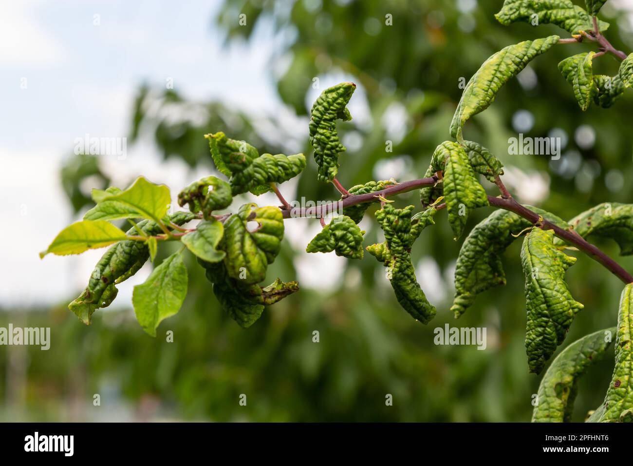 Plum branch with wrinkled leaves affected by black aphid and spider net