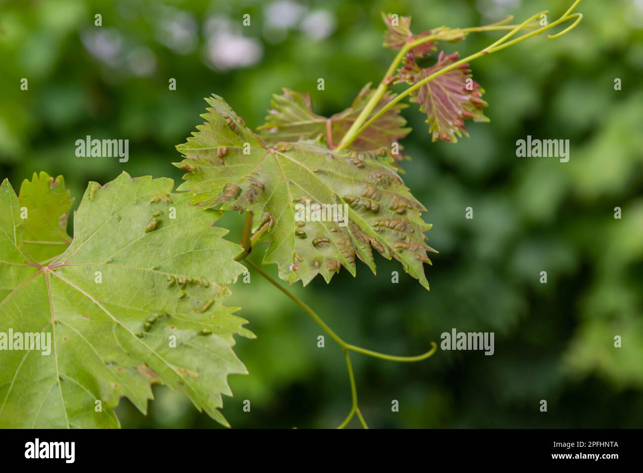 Grapevine leaves with Erinosis, a disease of the mite Colomerus vitis Stock Photo