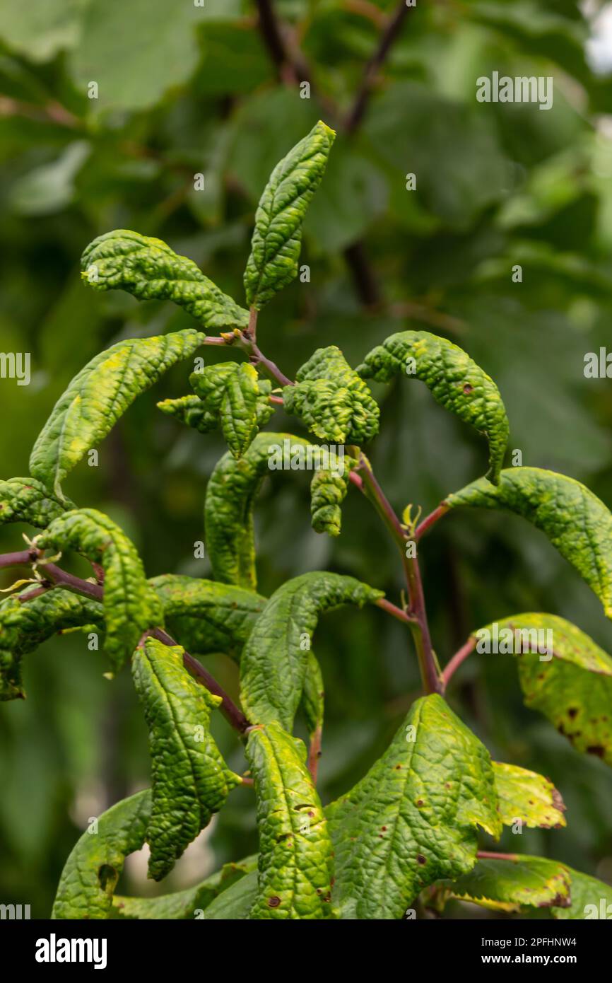 Plum branch with wrinkled leaves affected by black aphid and spider net