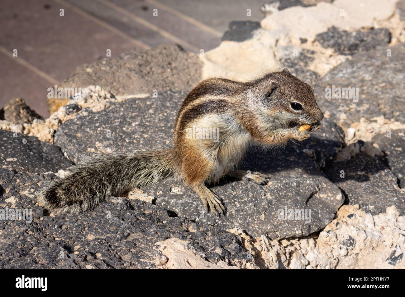 Chipmunk with fluffy tail, eating peanut. Sunny day. Living among the rocks and stones of the fences. Puerto del Rosario (Fabrica de callao de los Poz Stock Photo