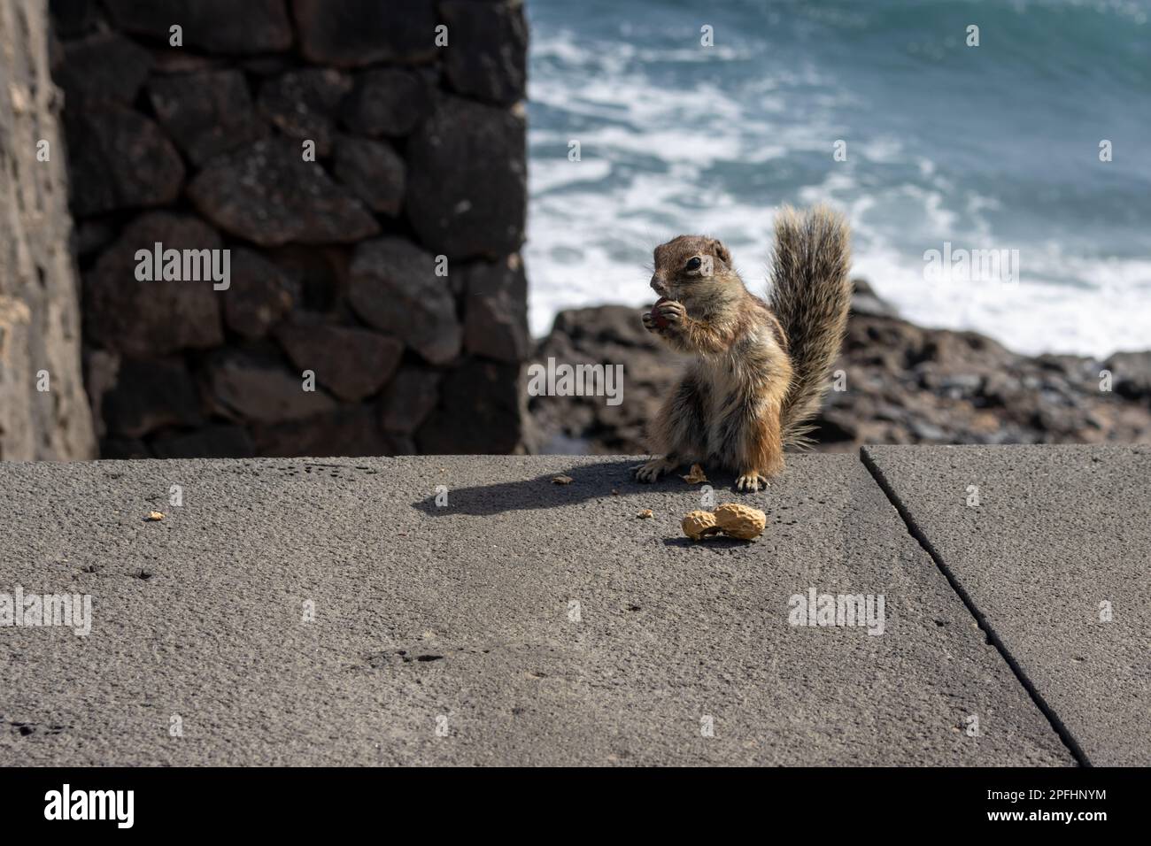 Chipmunk with fluffy tail, eating peanut. Sunny day. Living among the rocks and stones of the fences. Puerto del Rosario (Fabrica de callao de los Poz Stock Photo