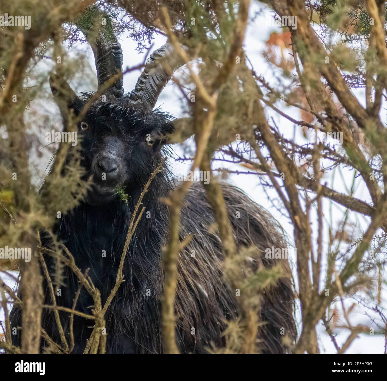 A majestic black goat with curved horns standing atop a leafy tree