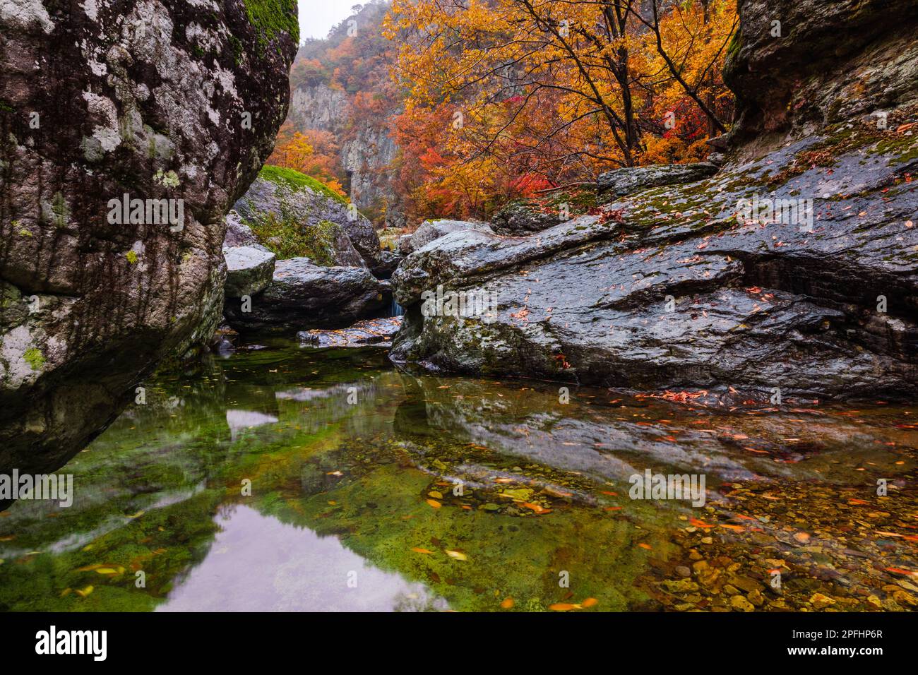 Rainy autumn mountain, valley foliage landscape. Clear water flowing between colorful maple trees and rocks in the valley. Stock Photo