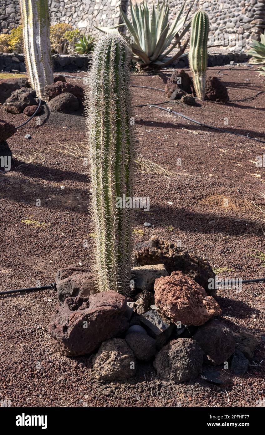 Cactus growing outdoors, in a park in former limestone factory (Fabrica de callao de los Pozos), Puerto del Rosario, Fuerteventura. Stock Photo
