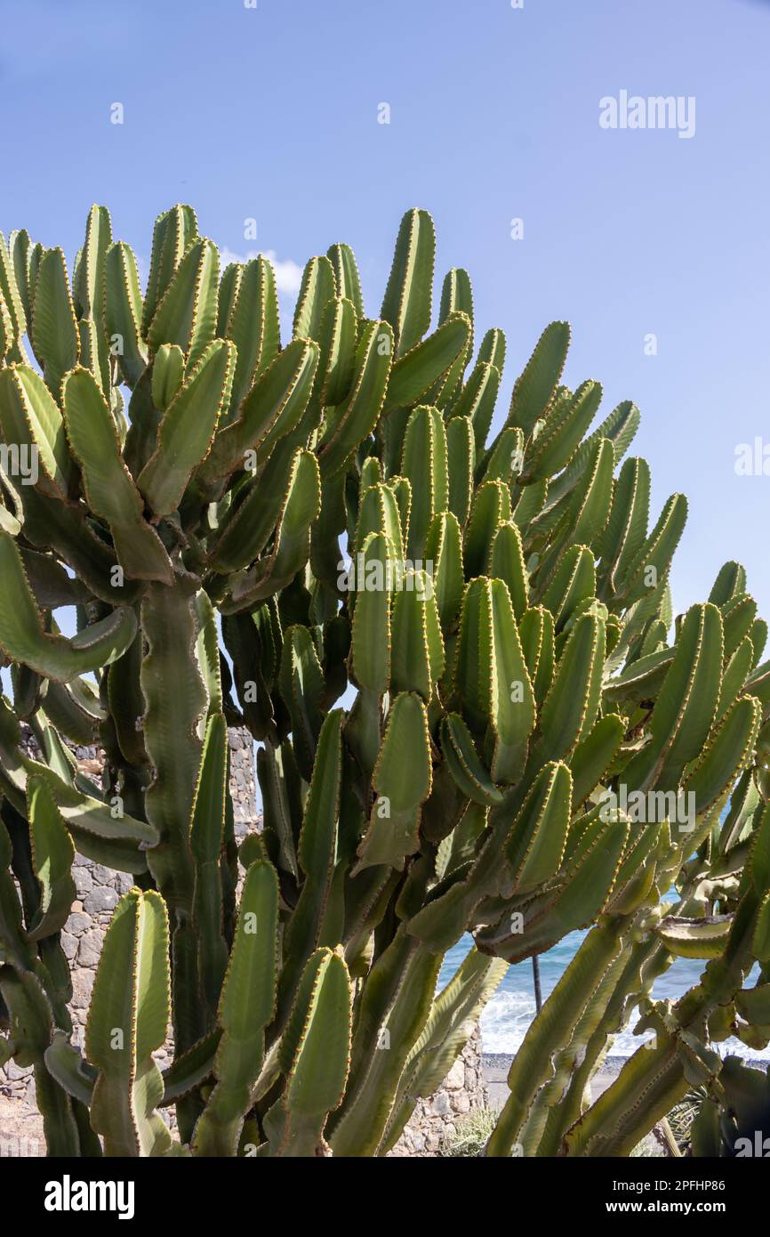 Cactus Euphorbia Canariensis, growing in a park at Fabrica de Callao de los Pozos. Coast of the Atlantic ocean. Puerto del Rosario, Fuerteventura, Can Stock Photo