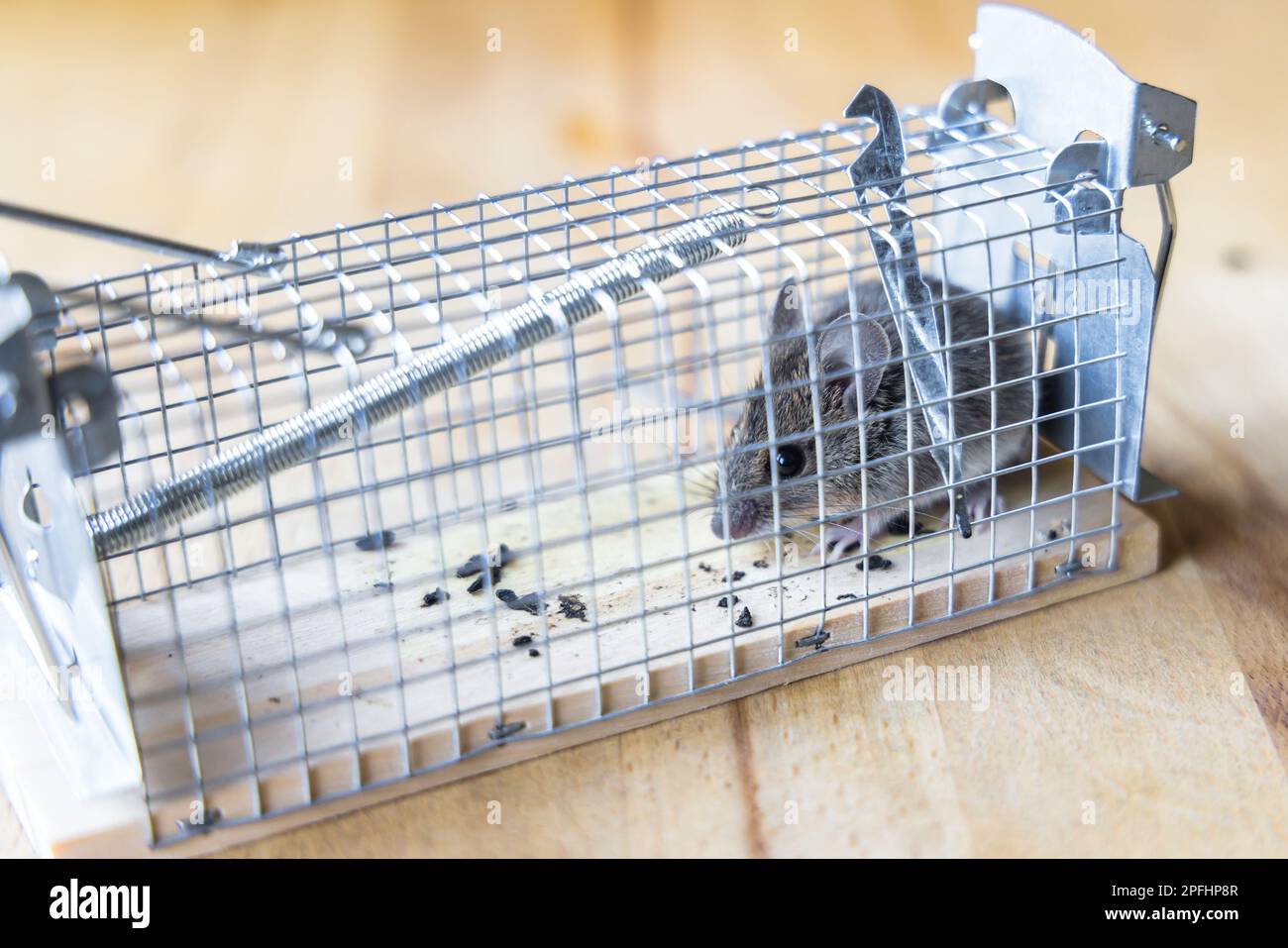picture of a little house mouse sitting in a live trap Stock Photo Alamy