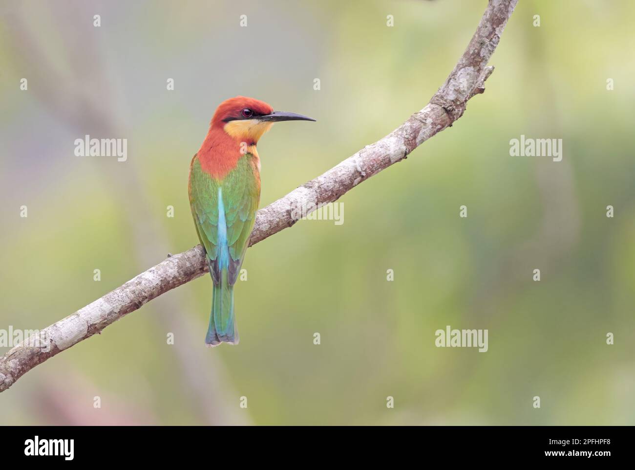 chestnut-headed bee-eater, or bay-headed bee-eater, is a near passerine bird in the bee-eater family Meropidae. this photo was taken from Bangladesh. Stock Photo