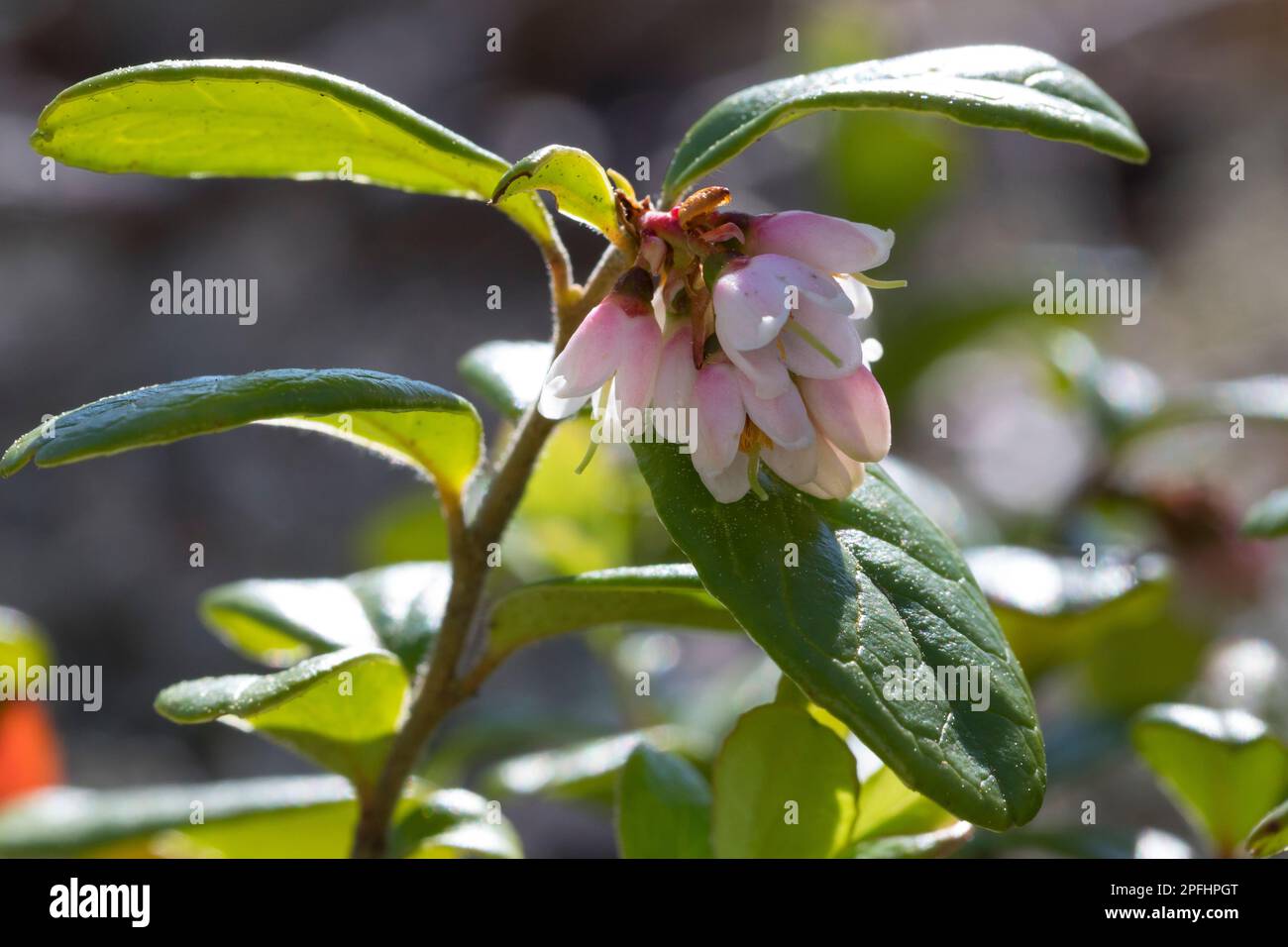 Preiselbeere, Preisel-Beere, Kronsbeere, Blüten, blühend, Vaccinium vitis-idaea, lingonberry, partridgeberry, mountain cranberry, Cowberry, Foxberry, Stock Photo