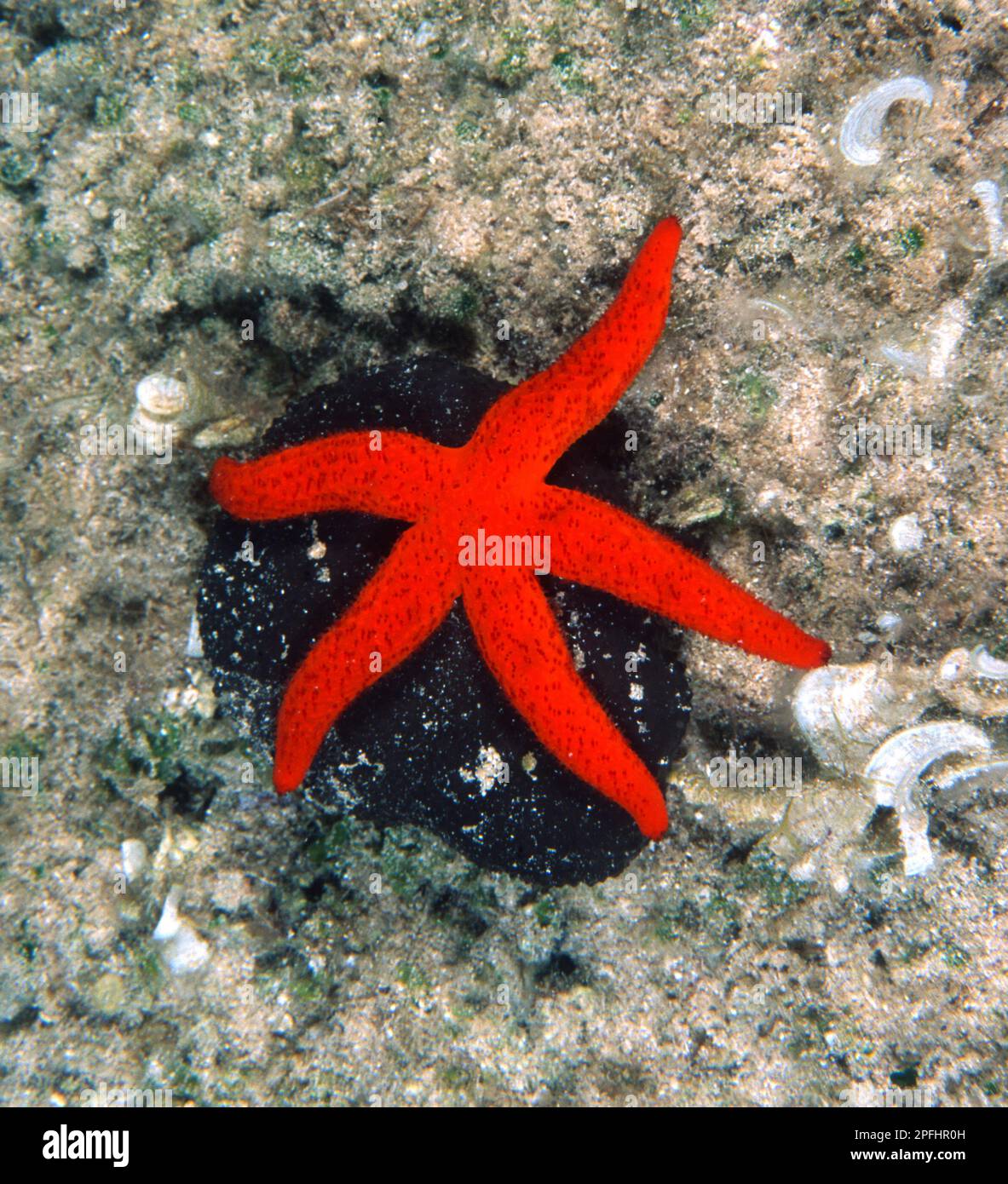Red starfish (Echinaster sepositus). Stella di mare rossa. Sardegna. Capo Caccia. Stock Photo