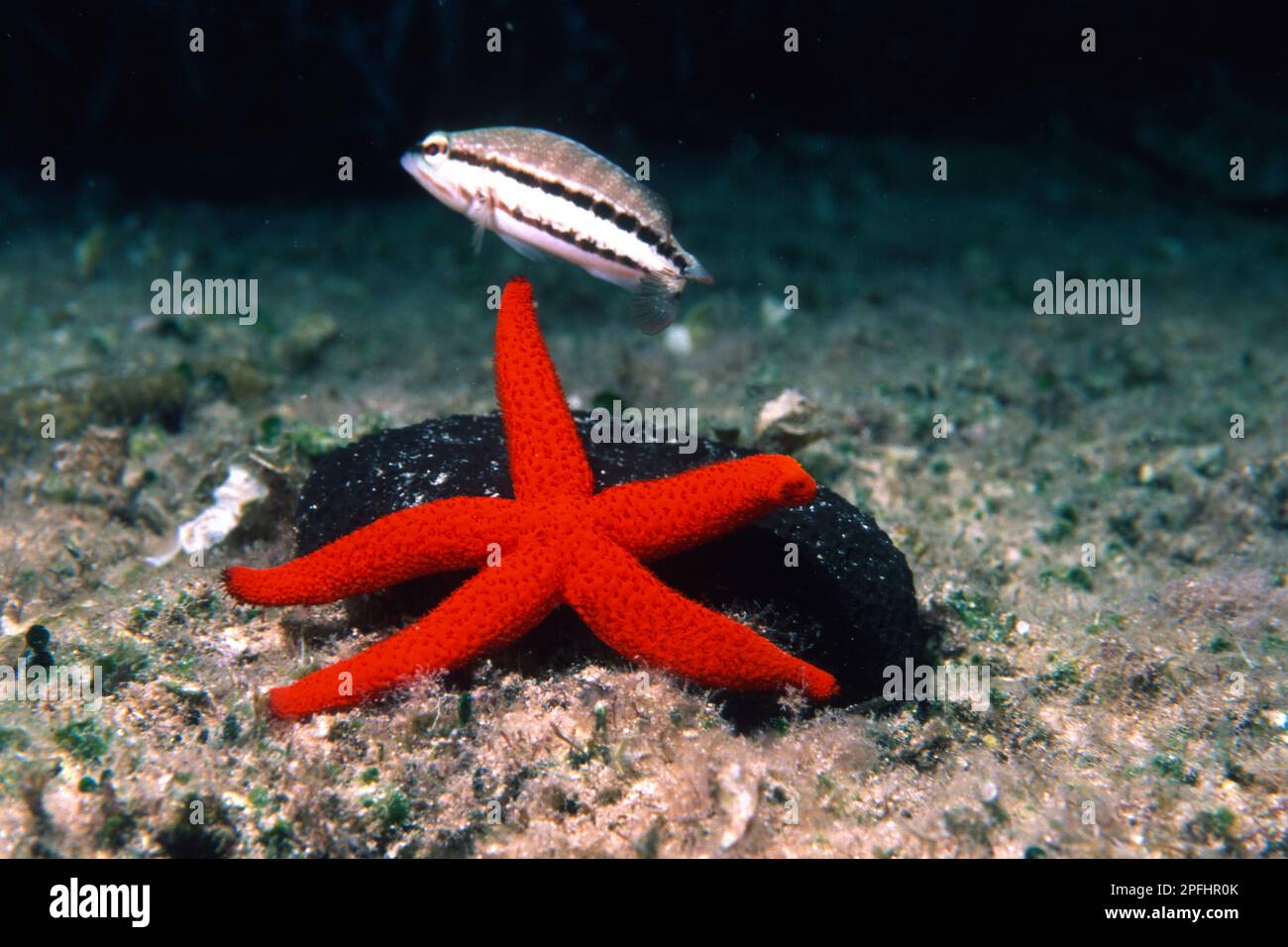 Red starfish (Echinaster sepositus) and sponge.   Stella marina rossa Red starfish (Echinaster sepositus).    Capo Caccia. Alghero.Sardegna Stock Photo