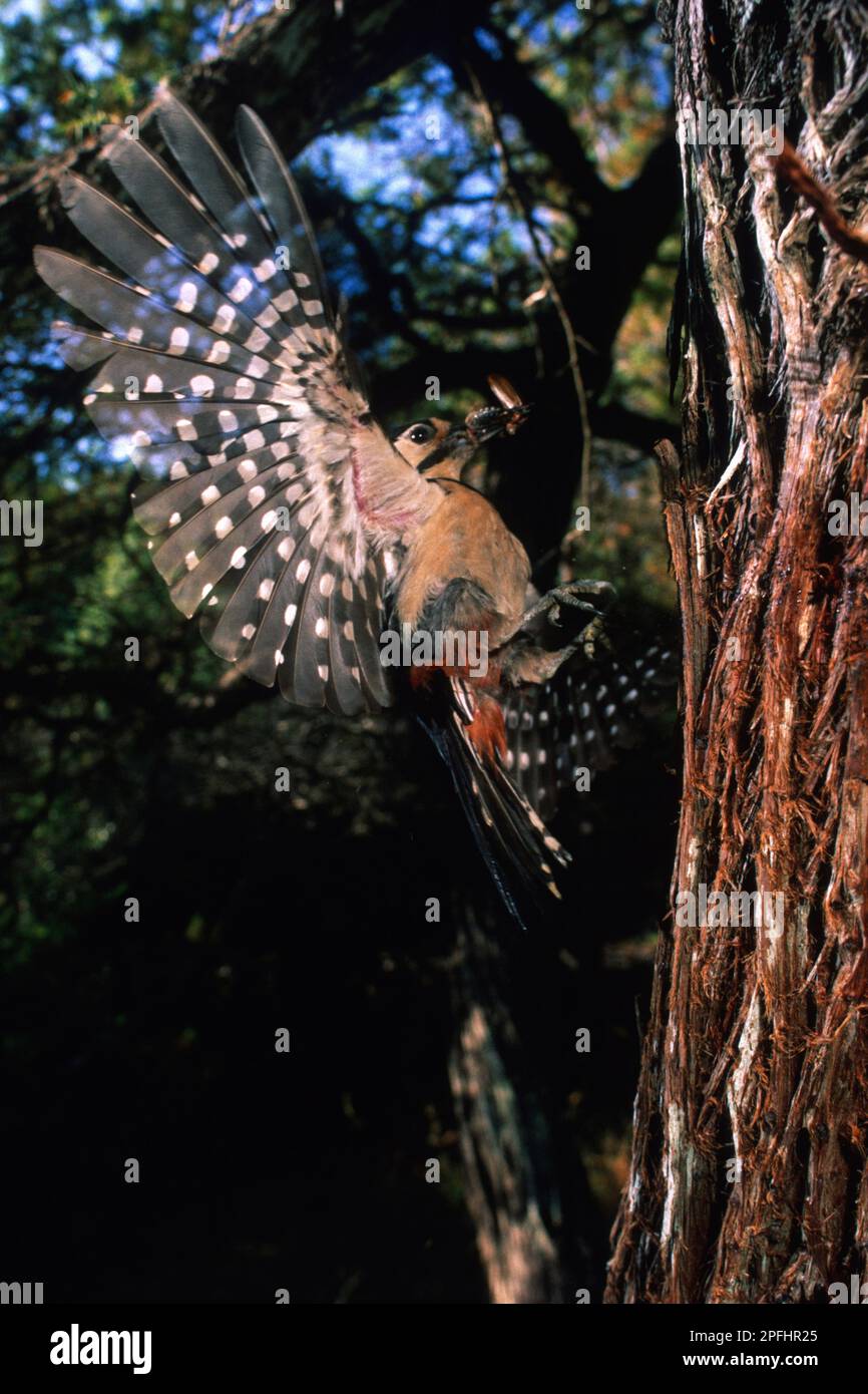 picchio rosso maggiore (Dendrocopus major),  Great spotted woodpecker    Buntspecht  Dendrocopos major . Stock Photo
