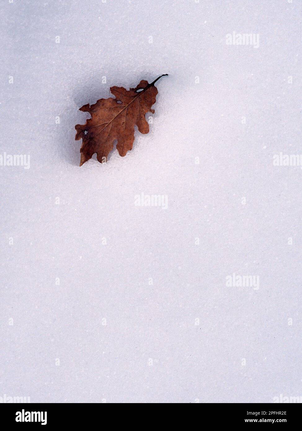 foglia di quercia e e neve.    oak leaf and snow field    Foresta di Ortakis. Bolotana. Nuoro, Sardegna, Italia Stock Photo