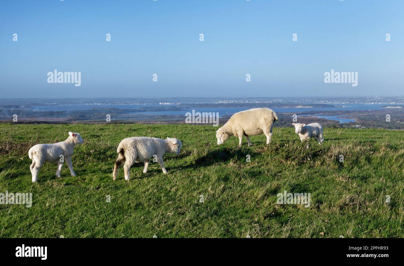 Dorset sheep (Ovis aries) lambs and ewe grazing hilltop grassland with Poole Harbour in the background, Ballard Down, Dorset, UK, November. Stock Photo