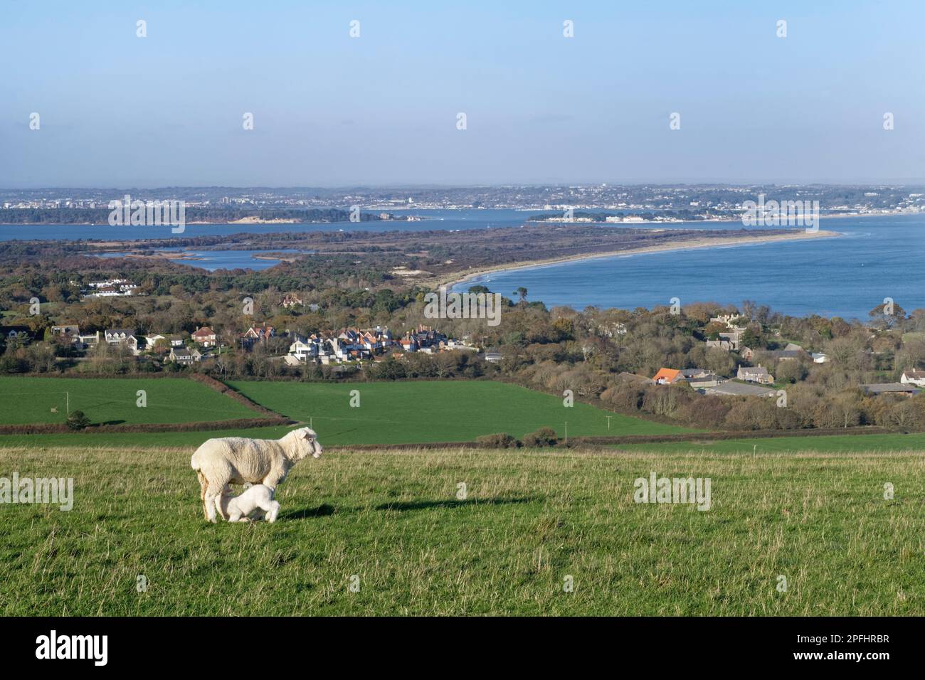 Dorset sheep (Ovis aries) lamb suckling from its mother with Studland village, peninsula and Poole Harbour in the background, Ballard Down, Dorset, UK Stock Photo