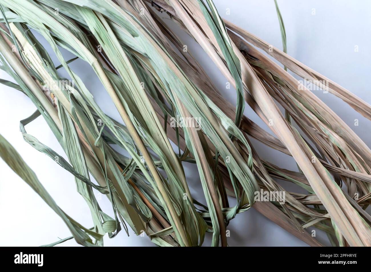 Bunch of dry grass on a white background, Sugarcane Dry reed leaves ...