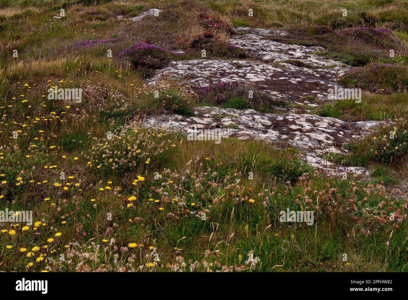 Colorful wildflowers grow on stony Irish soil, picturesque landscape
