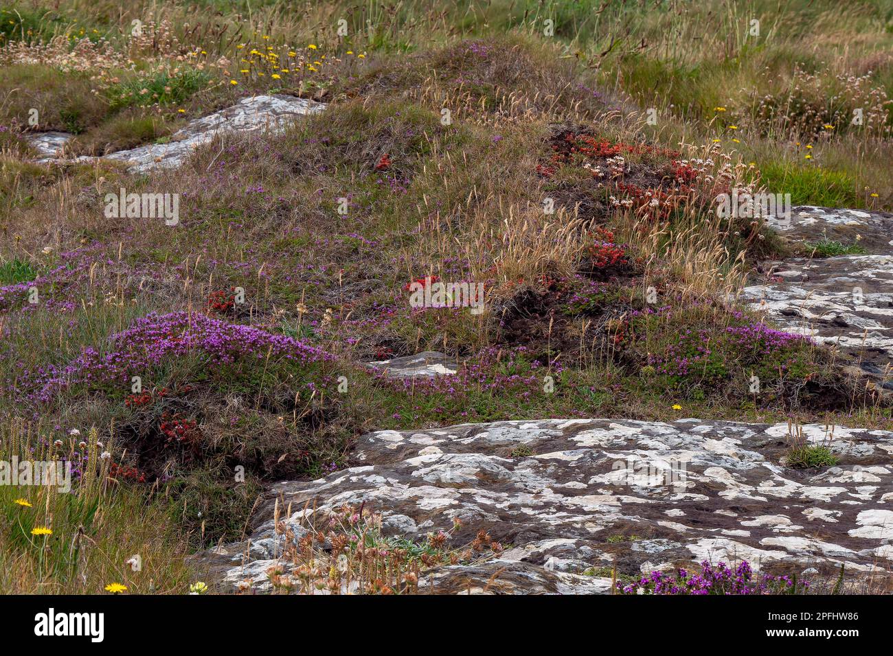Colorful flowers on stony soil, picturesque landscape. Beautiful plants common in southern Ireland. Northern European vegetation. Stock Photo