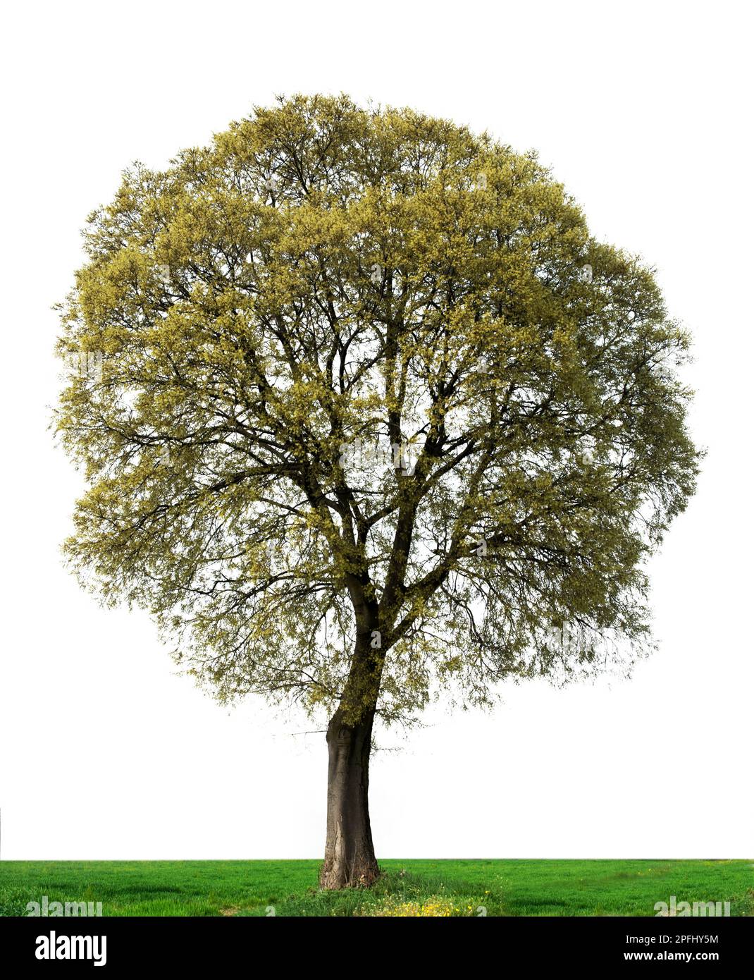 tree with leaves isolated on white background Stock Photo - Alamy