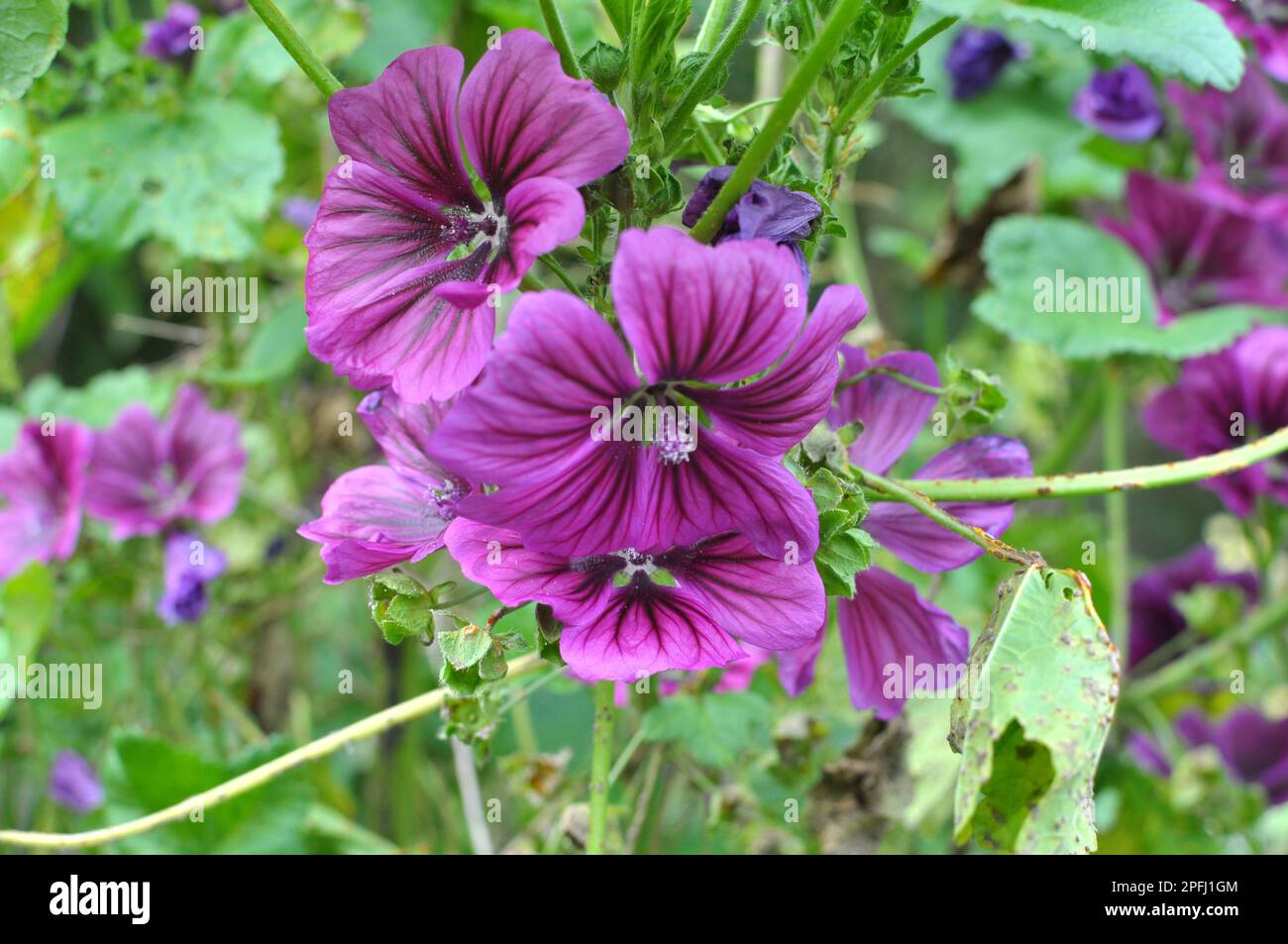 Mallow, malva sylvestris forest grows in the wild Stock Photo